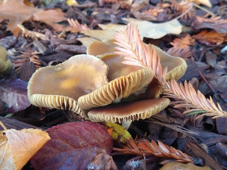 Psilocybe allenii - cluster of 3 mushrooms