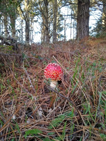 Amanita muscaria var. flavivolata - a single mushroom in a pine forest