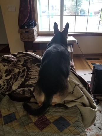 An Esperanto Eelhound, draped over the arm of a sofa, watches for invaders (rear view).