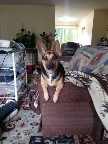 An Esperanto Eelhound, draped over the arm of a sofa, watches for invaders (front view).