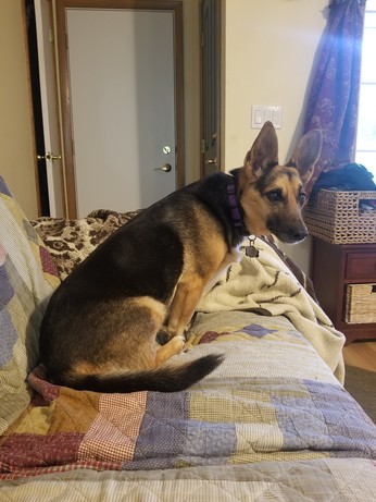 An Esperanto Eelhound looks at something intently.