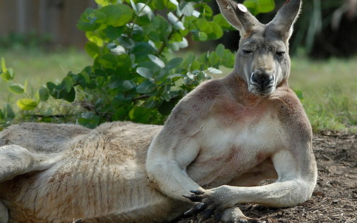 Reclining kangaroo