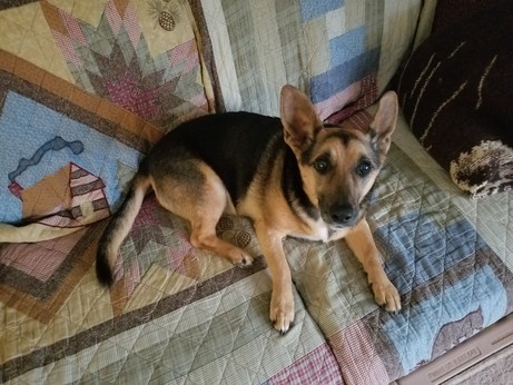 An Esperanto Eelhound looks up inquisitively.