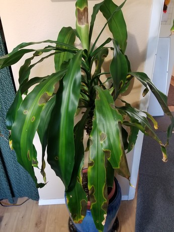A corn plant with brown splotches outlined in yellow