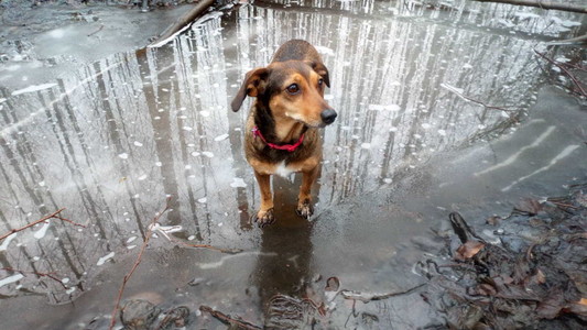 A small dog standing on a frozen puddle covered by a thin film of water in a forest, leafless trees are reflected in the water.