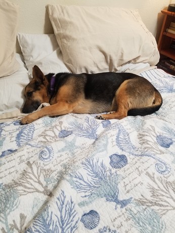 A dog rests near the pillows on a human bed.