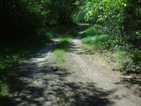 A small object on a sunlit road through trees.