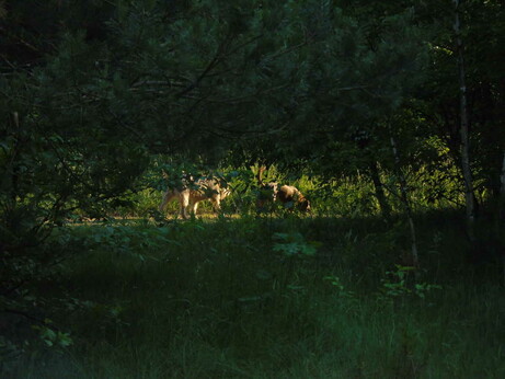 Two dogs walking on a sunlit road through a forest, surrounded by dark trees.