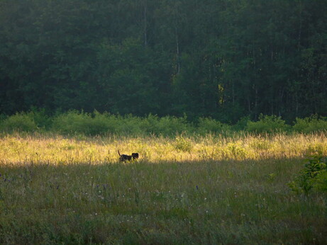 A small dog walking on a sunlit strip of a meadow that is otherwise covered with shadows.