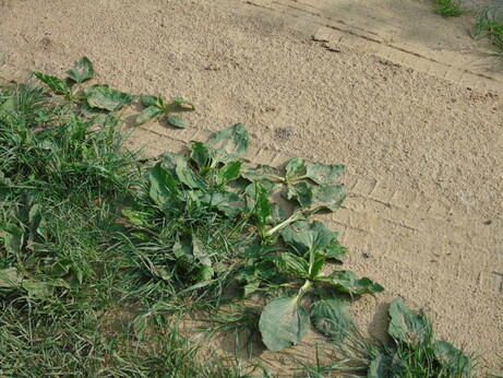Plantago major plants on a sandy rural road, partially damaged by car tires.