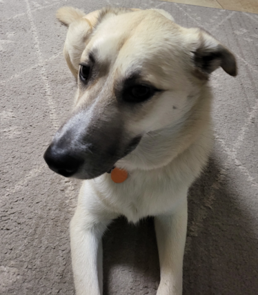 Sunny, a half-golden half-husky, chilling on the carpet, looking forward to some fireworks tonight.