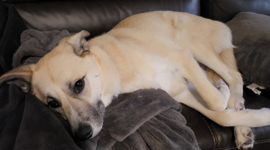 Dog chilling on couch