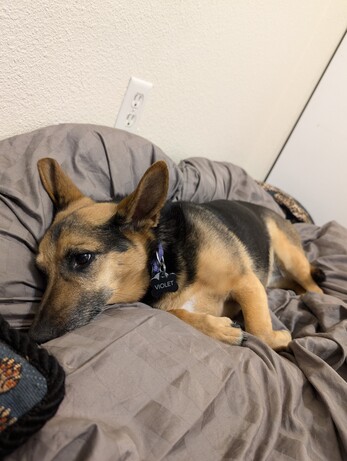 A small dog with large ears, lounging forlornly on a comforter