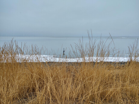 Heron at Farmington Bay, Utah