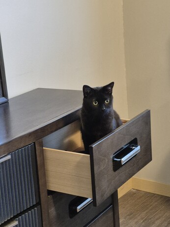 Black cat sitting in an empty dresser drawer
