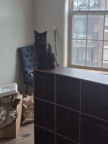 Black cat sitting on a bookcase. His help is invaluable