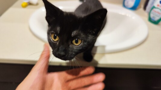 Gatita negra en primer plano. Fondo desenfocado en el que se ve que la gata está metida en el lavabo.
