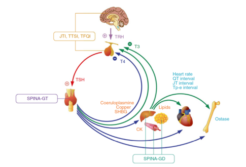 Sketch of pituitary-thyroid feedback control (HPT axis) maintaining thyroid homeostasis. This figure provides an overview of biomarkers for TR-alpha (Heart rate, ECG QT interval, JT interval, Tp-e interval and ostase concentration, painted in cyan) and TR-beta (concentrations of ceruloplasmin, copper, SHBG, CK, lipids, painted in orange) signalling and of functional biomarkers (SPINA-GT, SPINA-GD, Jostel’s TSH index, TTSI, TFQI, rounded boxes).